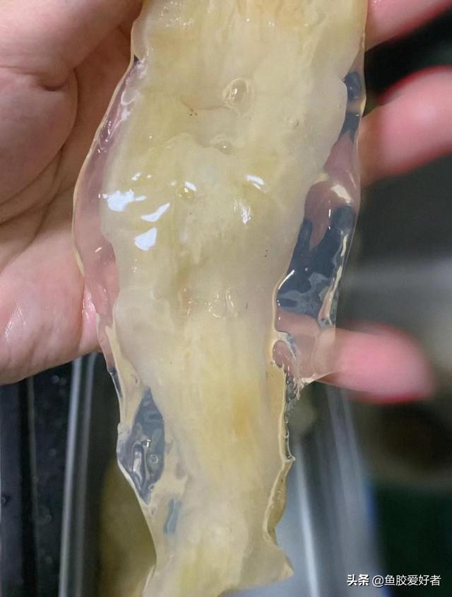 花胶泡发可以用自来水 花胶泡发用自来水行吗