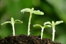 小说分享：婶婶（十二）图片