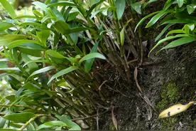 带你识别石斛图片