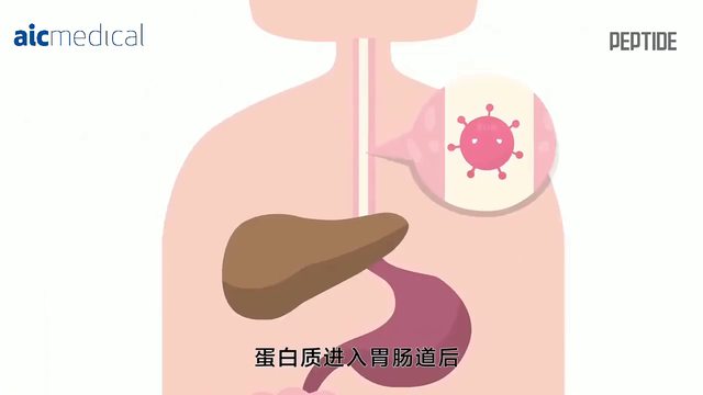 肽能有什么作用 2026年肽能起到什么作用