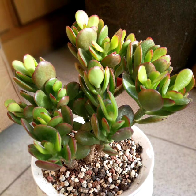 这种多肉名叫"燕子掌",学会4个养护方法,叶子厚实油亮