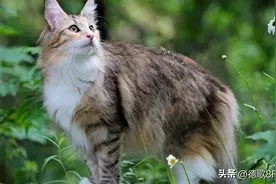 世界十大最美丽最漂亮的猫图片