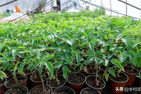 蔬菜育苗、种植、移栽，这些施肥和防病方法你掌握吗？学一学图片
