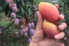 攀枝花芒果大比拼，常见的芒果品种介绍都在这里，你中意哪种啊？图片