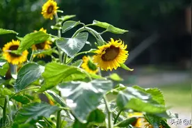 年轻人一定要做自媒体，原因如此图片