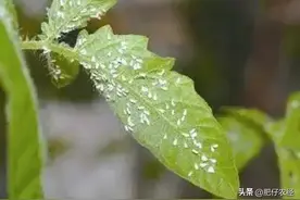 白飞虱防治难，该如何防治？教你防治小配方，效果还不错图片