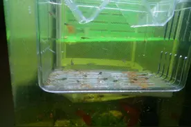 饲养孔雀鱼苗，三种方式犹豫不决？最简单的就是最好的图片