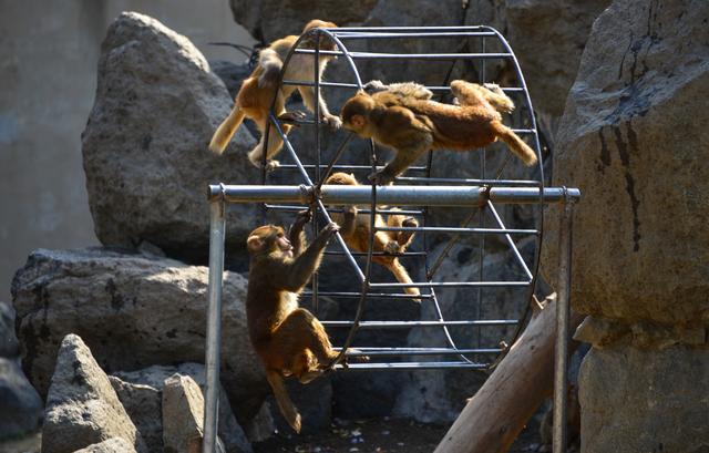 �������ȥ���棿��󾫲ʻ������Լ���϶���԰����������һ�����ɷ��ɵ����аɣ�