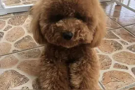 穷养泰迪但很哇塞的秘诀！健康又黏人图片