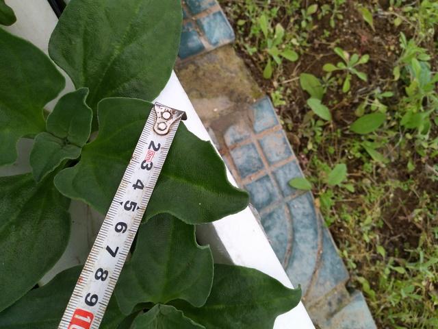 冰菜生物学特性及气雾培生产技术