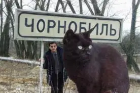 全世界最最最大只的猫，在乌克兰？图片