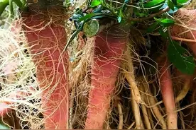 常遭砍伐的刺苋，根却是煲汤靓货，越老越有营养，俗称“土人参”图片