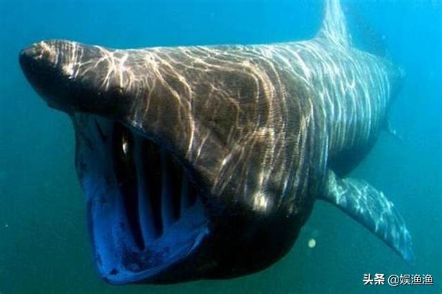 海洋中体型最大的 10 种鱼类清单
