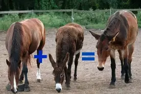野生动物也会杂交，繁殖出的后代有多惨？动物杂交该不该被禁止？图片