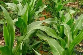 春玉米底肥每亩施60斤二胺，30斤尿素，以后还需追肥吗？图片