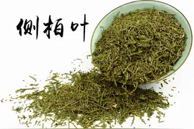 每天学习一味中药——侧柏叶图片