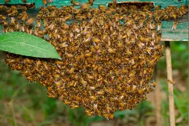 怎么把蜜蜂诱进蜂箱？图片