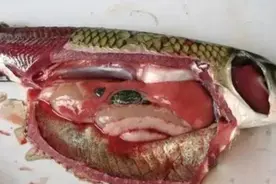 鱼体发红，传染快，死亡量大，鱼出血病究竟是什么？图片