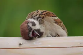 为什么城市里的麻雀越来越少了？为何很少有人见过死去的麻雀？图片