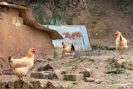 【辨字专栏】毑、乸图片