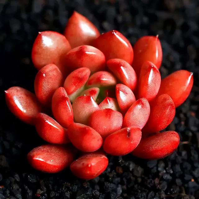 270种常见多肉图谱，一分钟认全！