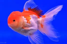 金鱼常见病原因与治疗图片