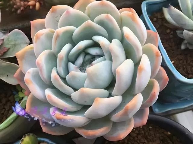 270种常见多肉图谱，一分钟认全！