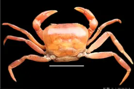 起死回生？珍稀蟹类重现于世｜绿会生物多样性科普小课堂图片