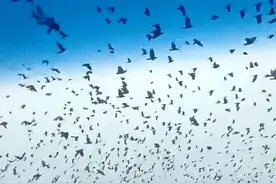地震频发，多地鸟群聚集乱飞，难道是地震前兆？图片