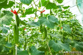 不管什么瓜，坐不住瓜就是这几个原因，对症调整有瓜就坐住图片