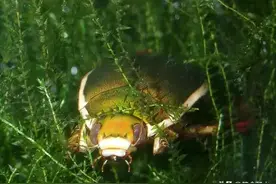 龙虱（虾鳖子）及其幼虫水蜈蚣（水夹子）图片