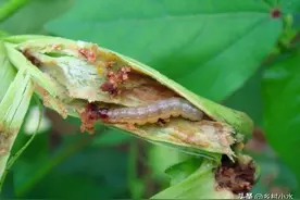 种植玉米，如何有效杀灭玉米螟？什么时候打药？打哪种药？图片