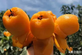 全国哪的枇杷最好吃？经过筛选，这4个地方特别不错，有你家乡吗图片