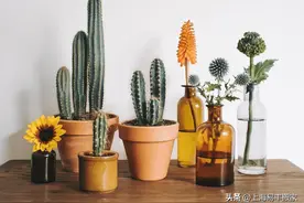 乔迁新居送什么礼物？高情商送这3类礼物，实用还带福气图片