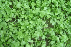 芒种过后，这7种蔬菜可以种植，耐高温耐干旱，菜农们别错过图片