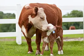 母牛在哺乳期消瘦怎么办？哺乳期母牛越长越瘦咋回事？本文告诉你图片