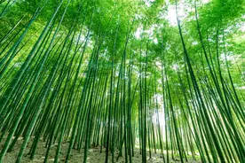 「涨知识」有用的知识又增加了，竹子是树还是草？海马不是马？图片