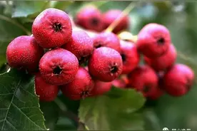 还在分不清红果参、人参果、红山果？看完定会 了然图片