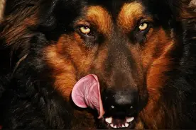 遇到恶狗别着急，看这里，教你轻松化解危险图片