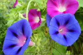 缘分是可遇不可求的，它是你修来的图片