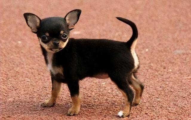 想要饲养"吉娃娃",不吹不黑,劝你三思