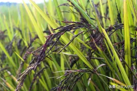 黑米和普通大米有什么区别？为啥黑米在淘洗的时候会掉色？图片