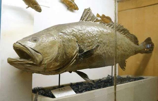 尖头鱼胶的功效 2026年尖头鱼胶的功效与禁忌 尖头鱼胶的功效 2026年尖头鱼胶的功效与禁忌