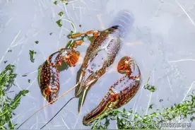 买小龙虾，分清“青壳”和“红壳”，差别大弄懂再买，干净又好吃图片