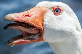 鹅下蛋不如鸡，长肉不如鸭，为何从古到今中国农民都喜欢养鹅？图片