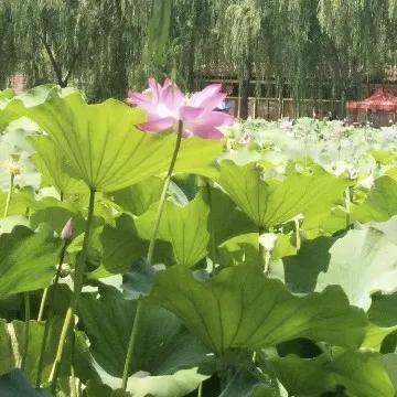 什么的景物（秋的风景）