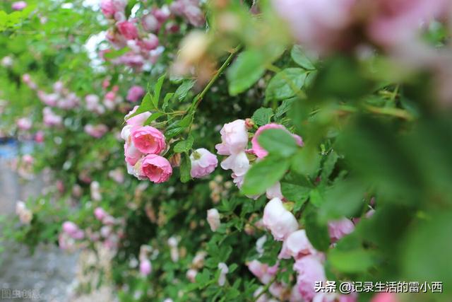 推荐3个重庆主城看蔷薇花的地方，你去过几个？