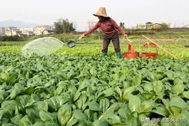 人尿浇菜隔多久浇一次？间隔10天浇一次效果最好图片