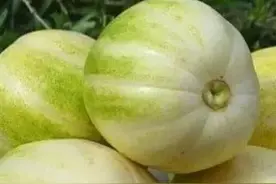 薄皮甜瓜整蔓是细活，告诉你3个小秘密，保你早结、瓜多、来钱快图片