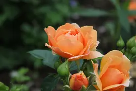 入心的爱，一生难忘图片